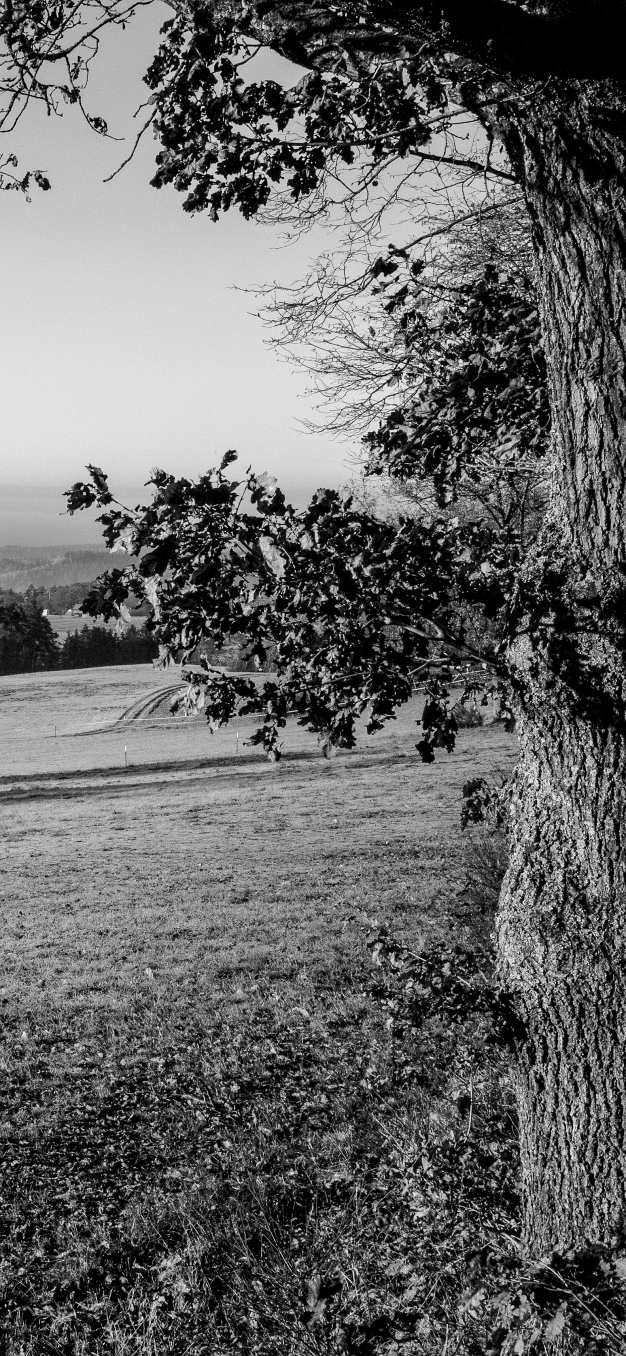 Обои Черный Белый - М, монохромный, дерево, природа, природный ландшафт в разрешении 1242x2688