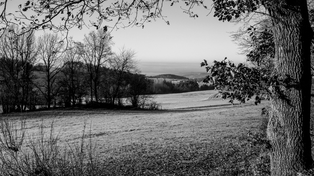 Обои Черный Белый - М, монохромный, дерево, природа, природный ландшафт в разрешении 1280x720