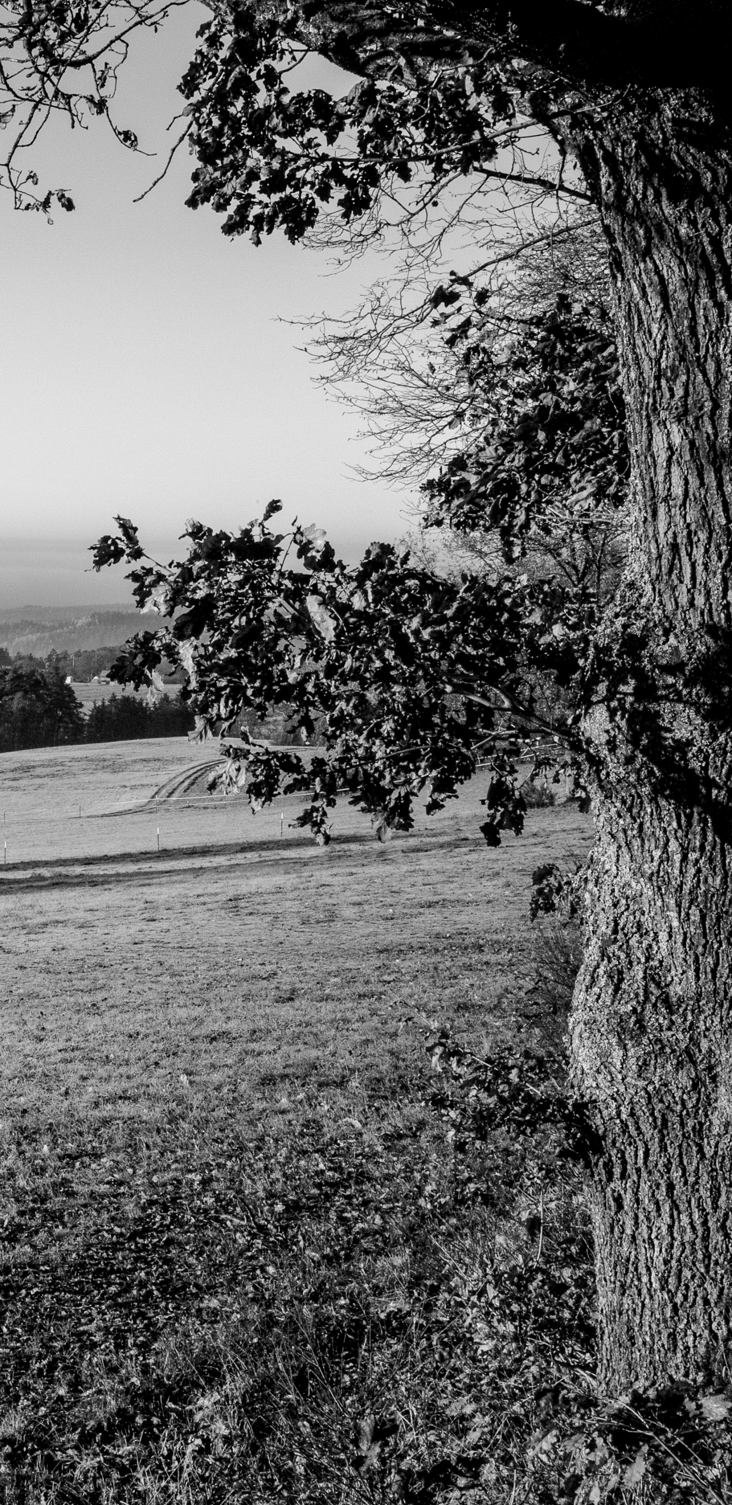 Обои Черный Белый - М, монохромный, дерево, природа, природный ландшафт в разрешении 1440x2960