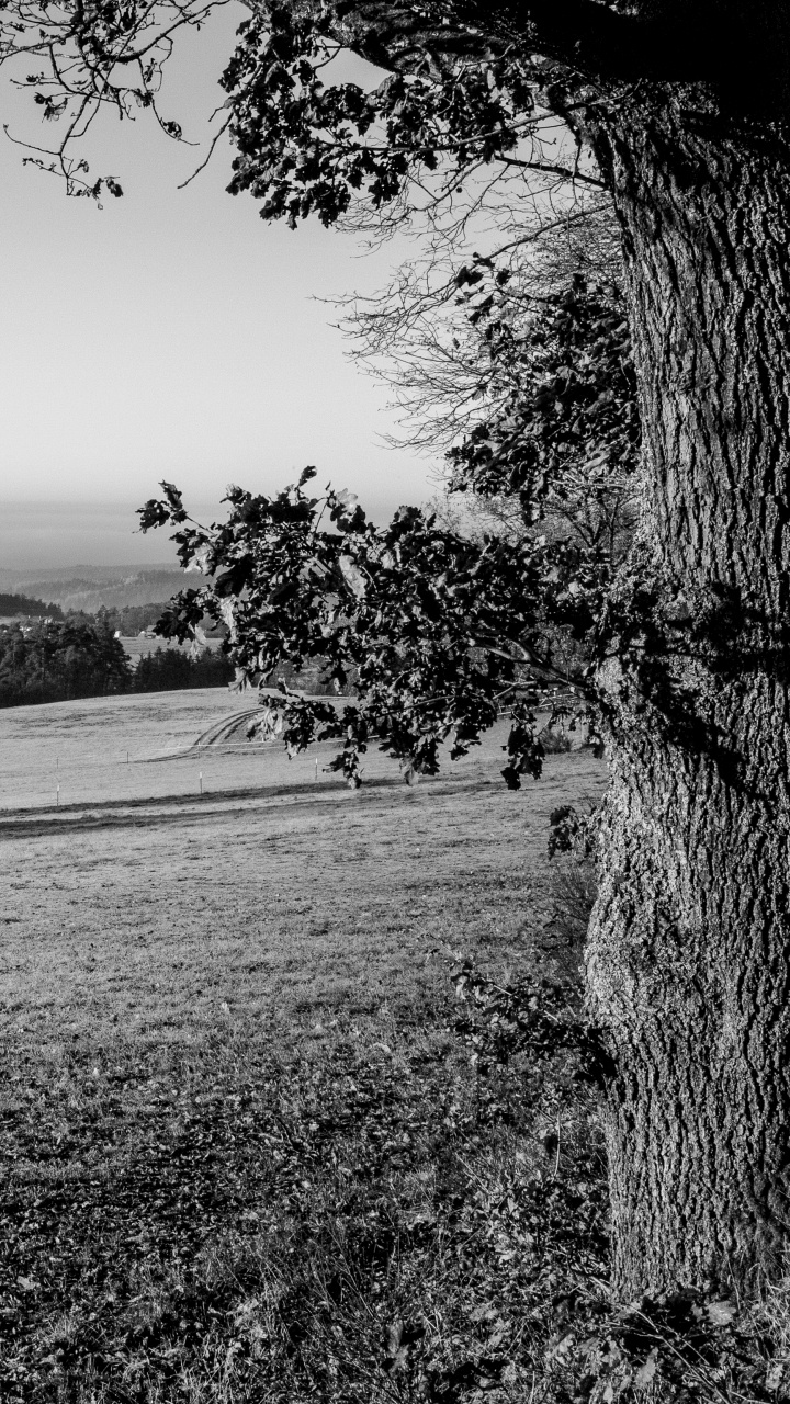 Обои Черный Белый - М, монохромный, дерево, природа, природный ландшафт в разрешении 720x1280