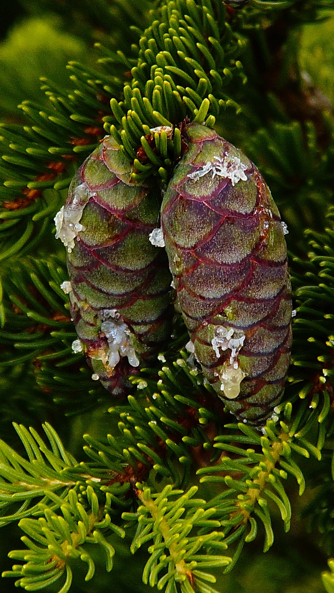Обои пихта, ель, Хвойные, лиственница, дерево в разрешении 1080x1920