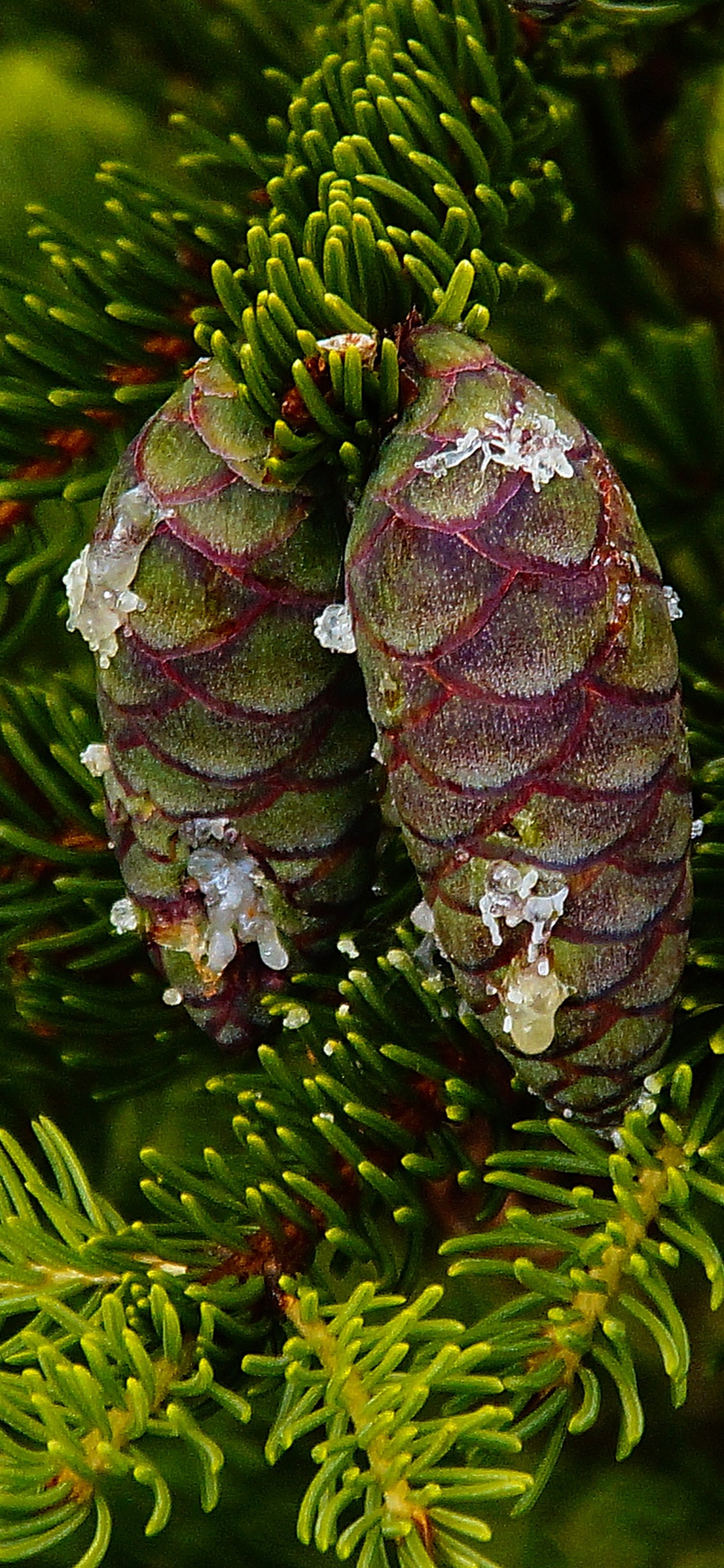 Обои пихта, ель, Хвойные, лиственница, дерево в разрешении 1125x2436