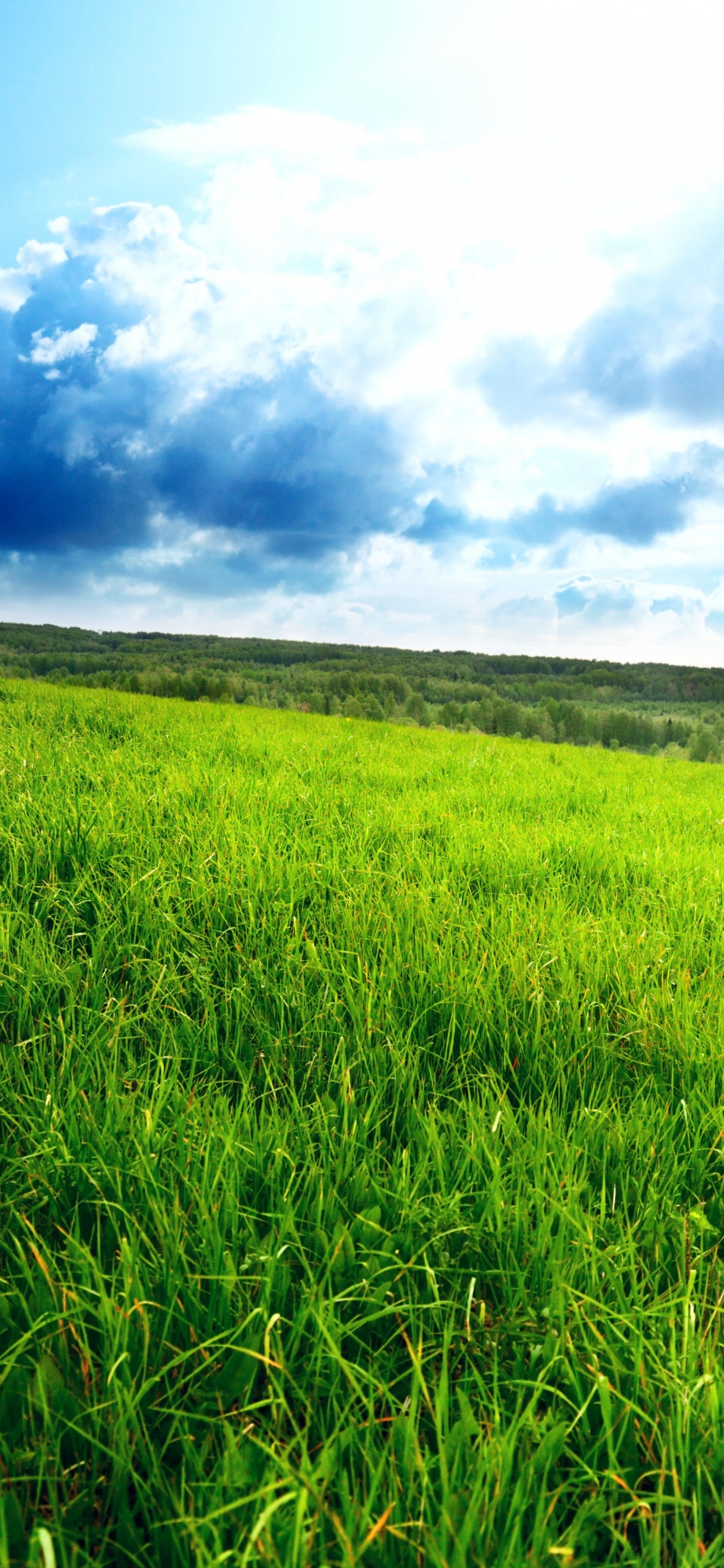 Обои небо, природа, пастбище, выгон, равнина в разрешении 1242x2688