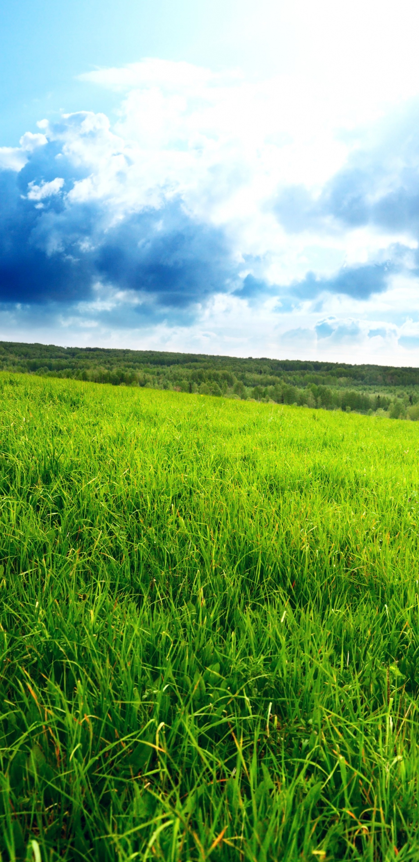 Обои небо, природа, пастбище, выгон, равнина в разрешении 1440x2960