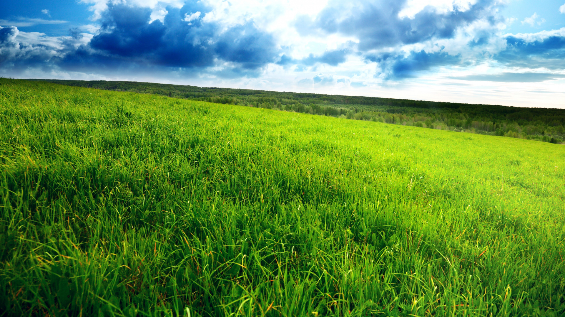 Обои небо, природа, пастбище, выгон, равнина в разрешении 1920x1080