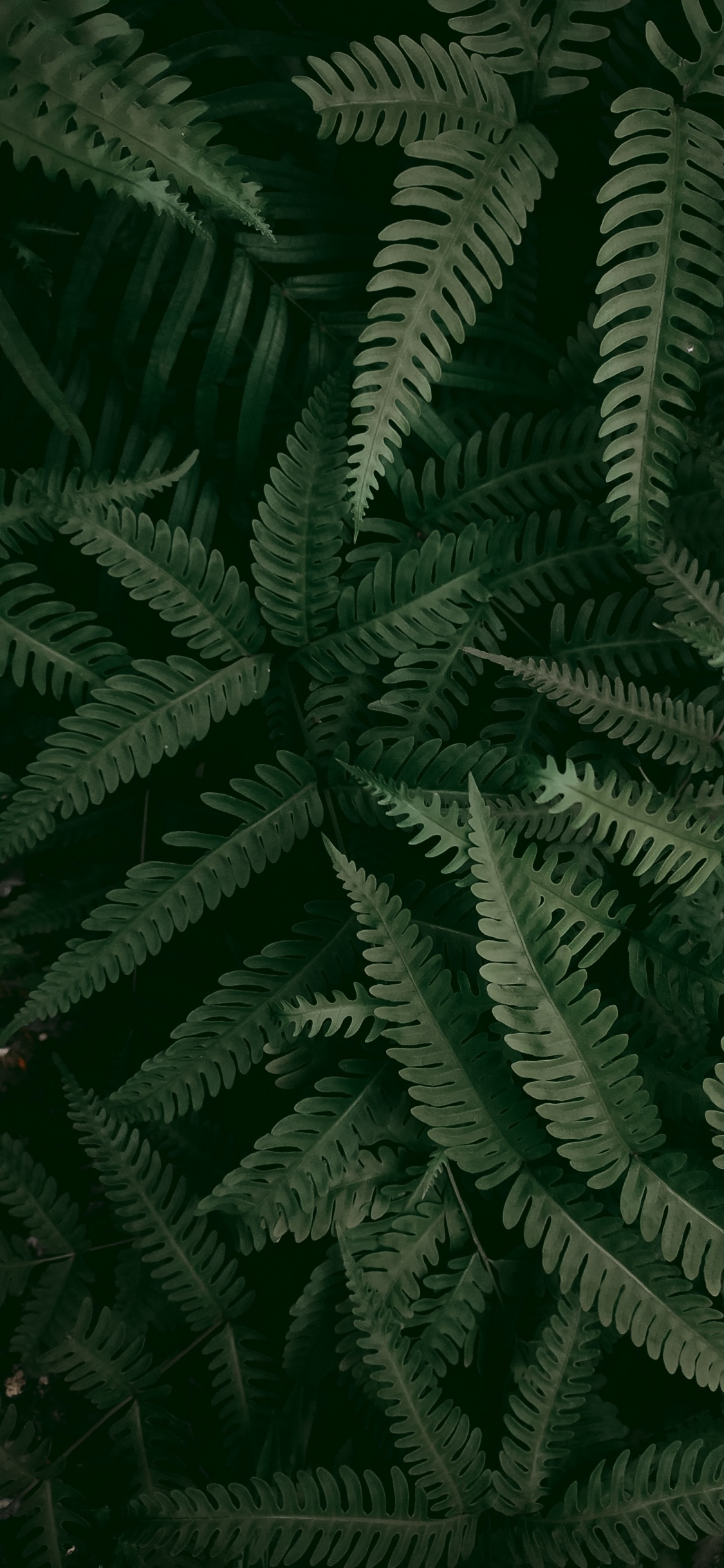 Обои растительность, папоротник, лист, страусиный папоротник, стебель растения в разрешении 1125x2436