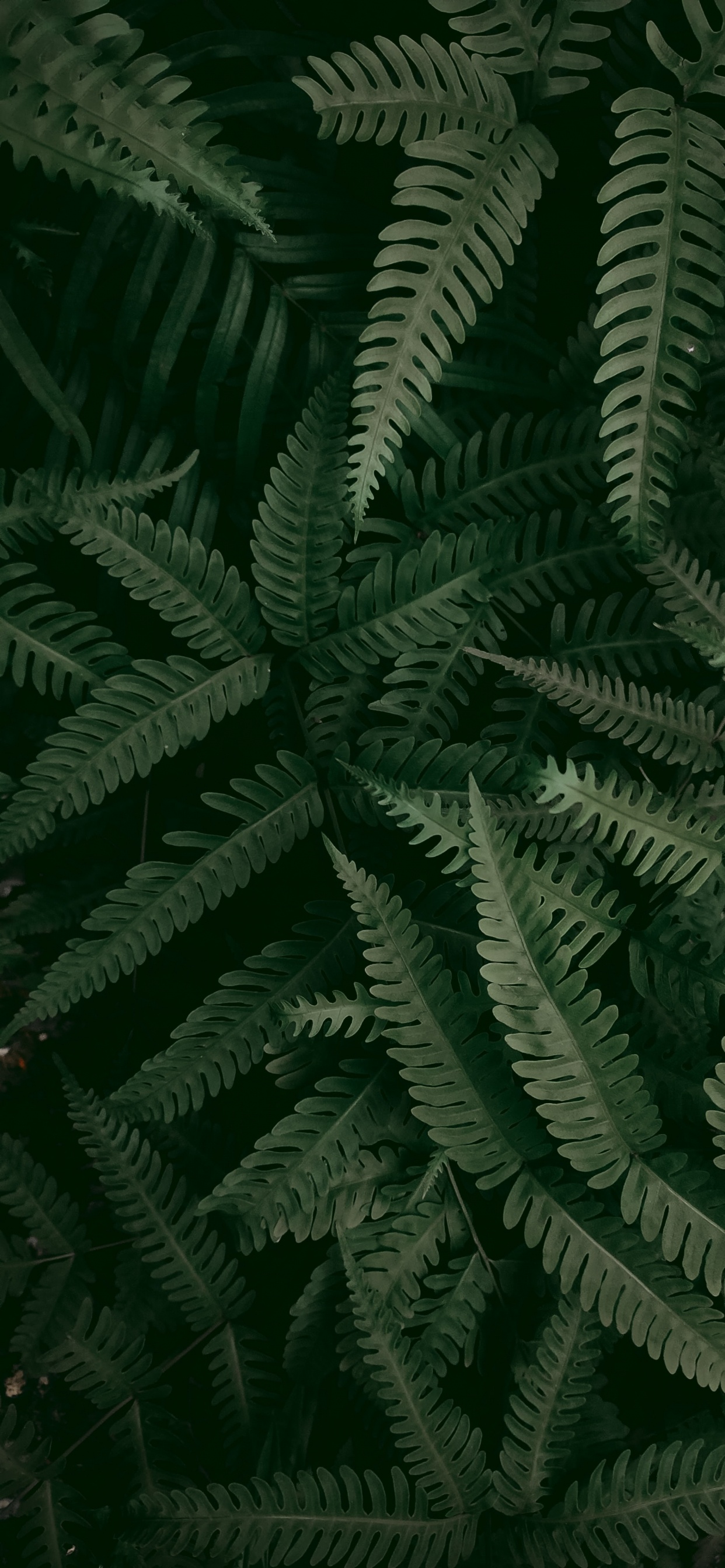 Обои растительность, папоротник, лист, страусиный папоротник, стебель растения в разрешении 1242x2688