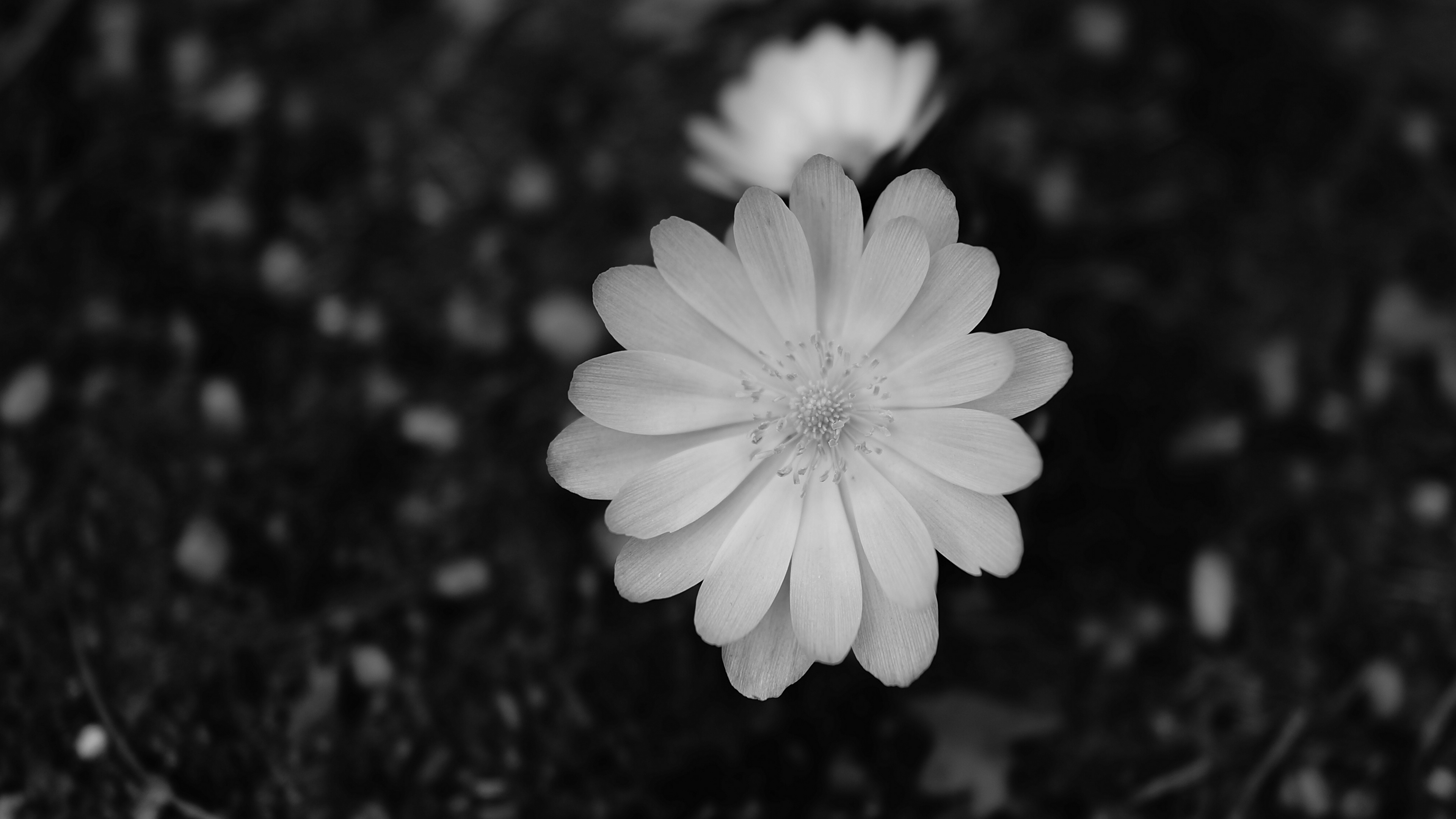 Обои цветок, белые, черный, лепесток, монохромный в разрешении 3840x2160