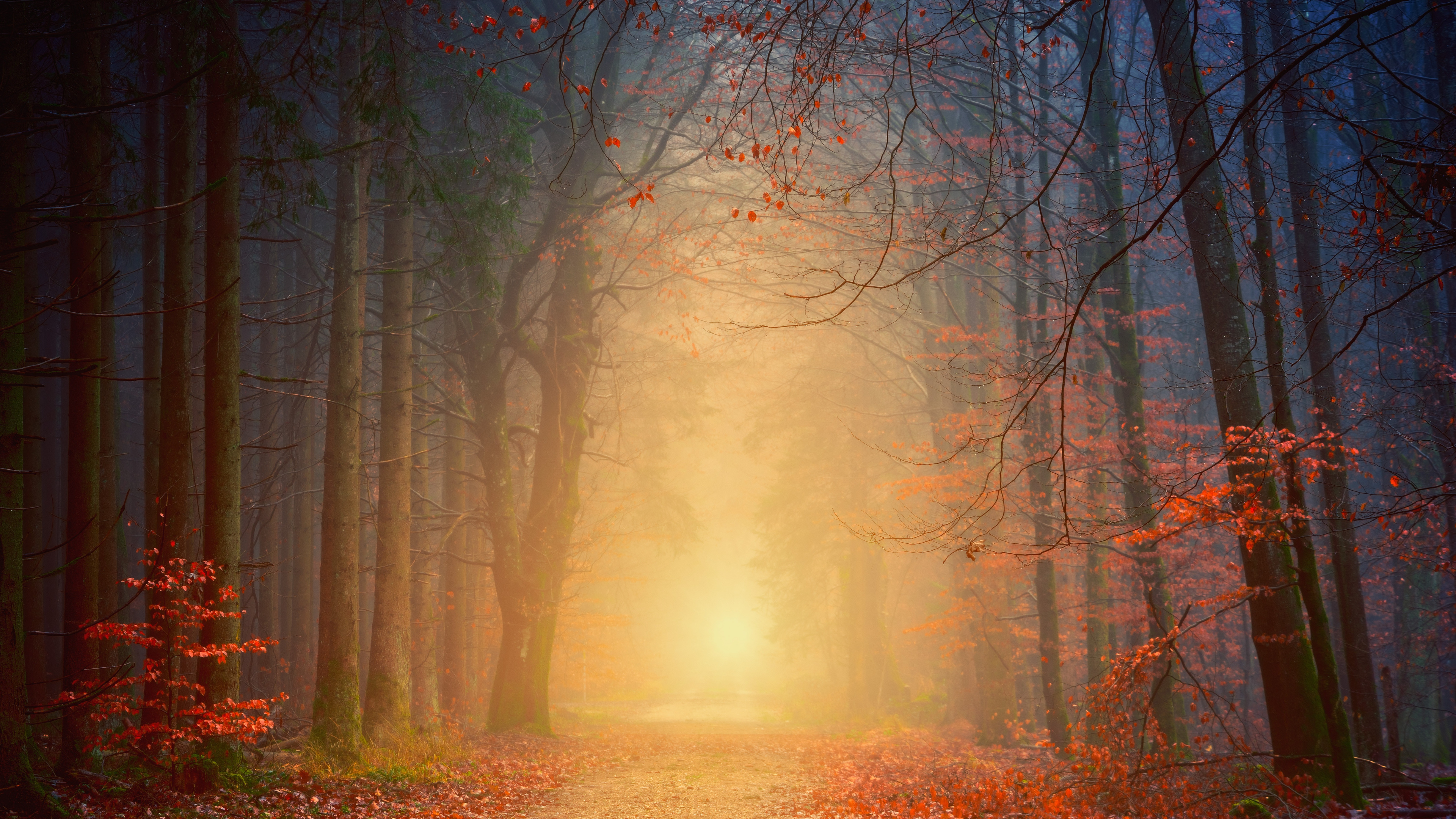 Обои дерево, лес, природа, окружающая среда, природный ландшафт в разрешении 3840x2160