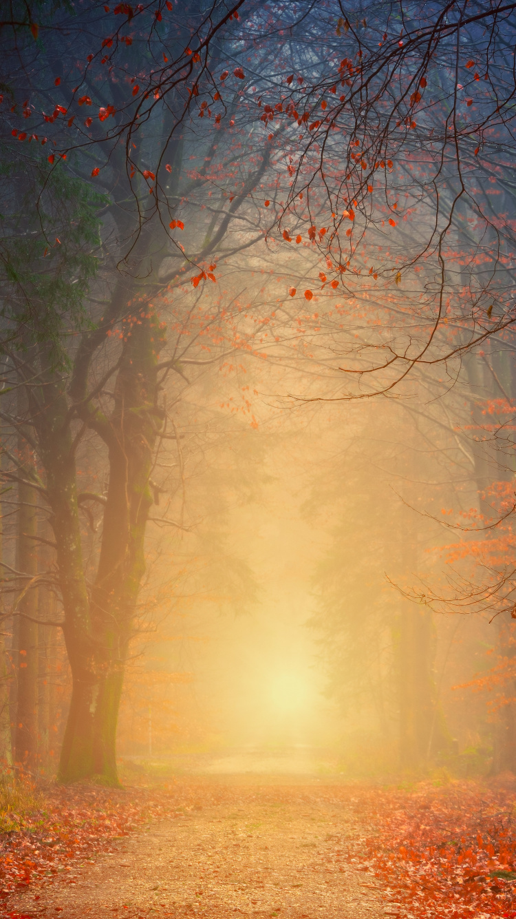 Обои дерево, лес, природа, окружающая среда, природный ландшафт в разрешении 750x1334