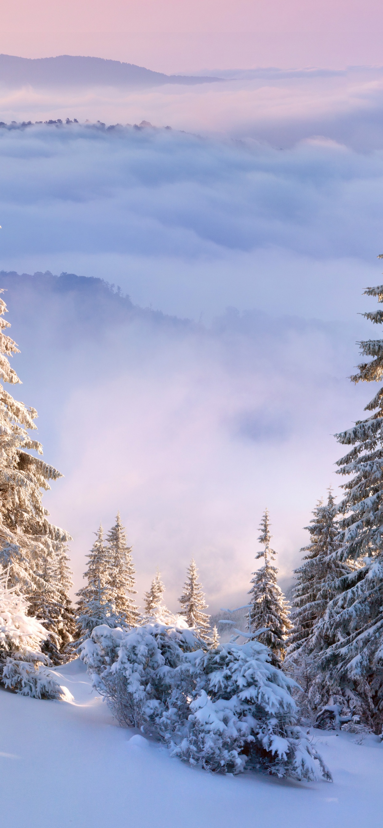 Обои зима, снег, дерево, замораживание, семейства сосновых в разрешении 1242x2688