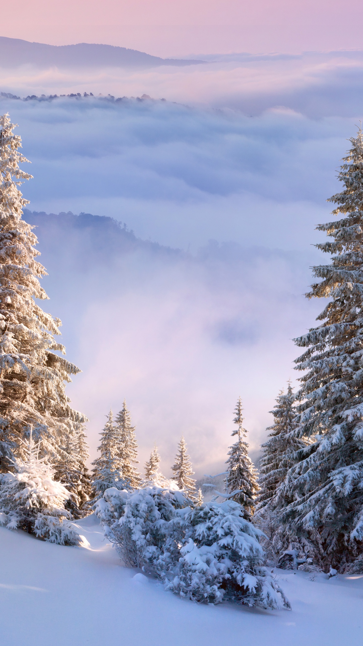 Обои зима, снег, дерево, замораживание, семейства сосновых в разрешении 1440x2560