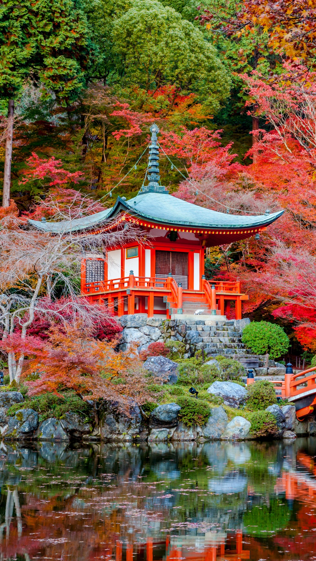 Обои осень, дерево, природа, лист, кленовый лист в разрешении 1080x1920