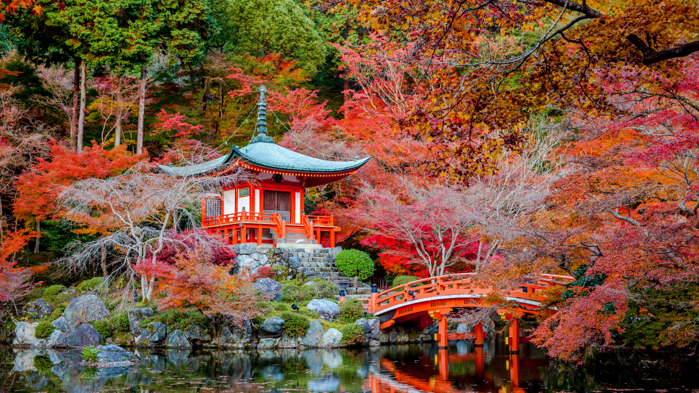 Обои осень, дерево, природа, лист, кленовый лист в разрешении 1366x768