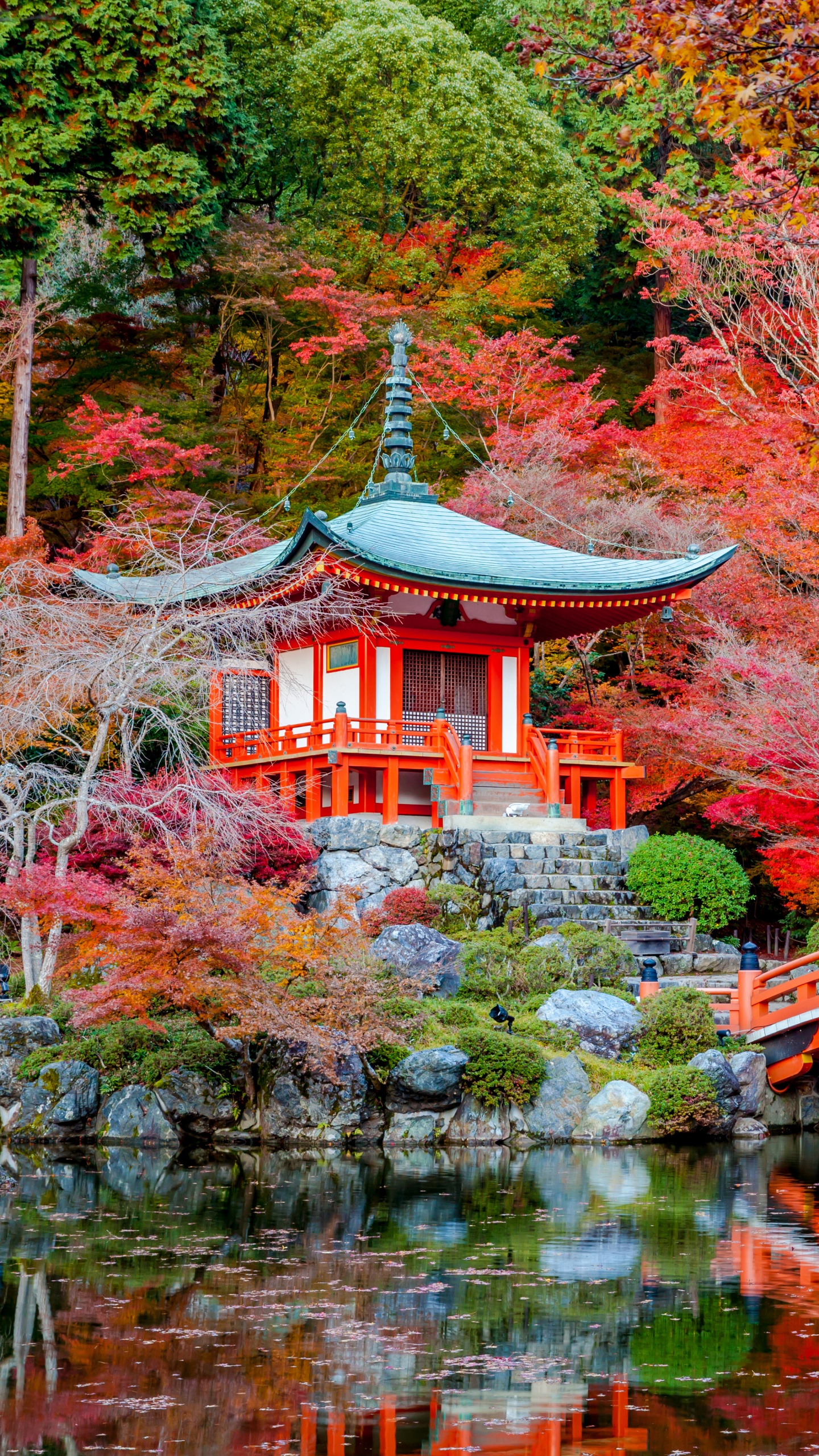 Обои осень, дерево, природа, лист, кленовый лист в разрешении 1440x2560