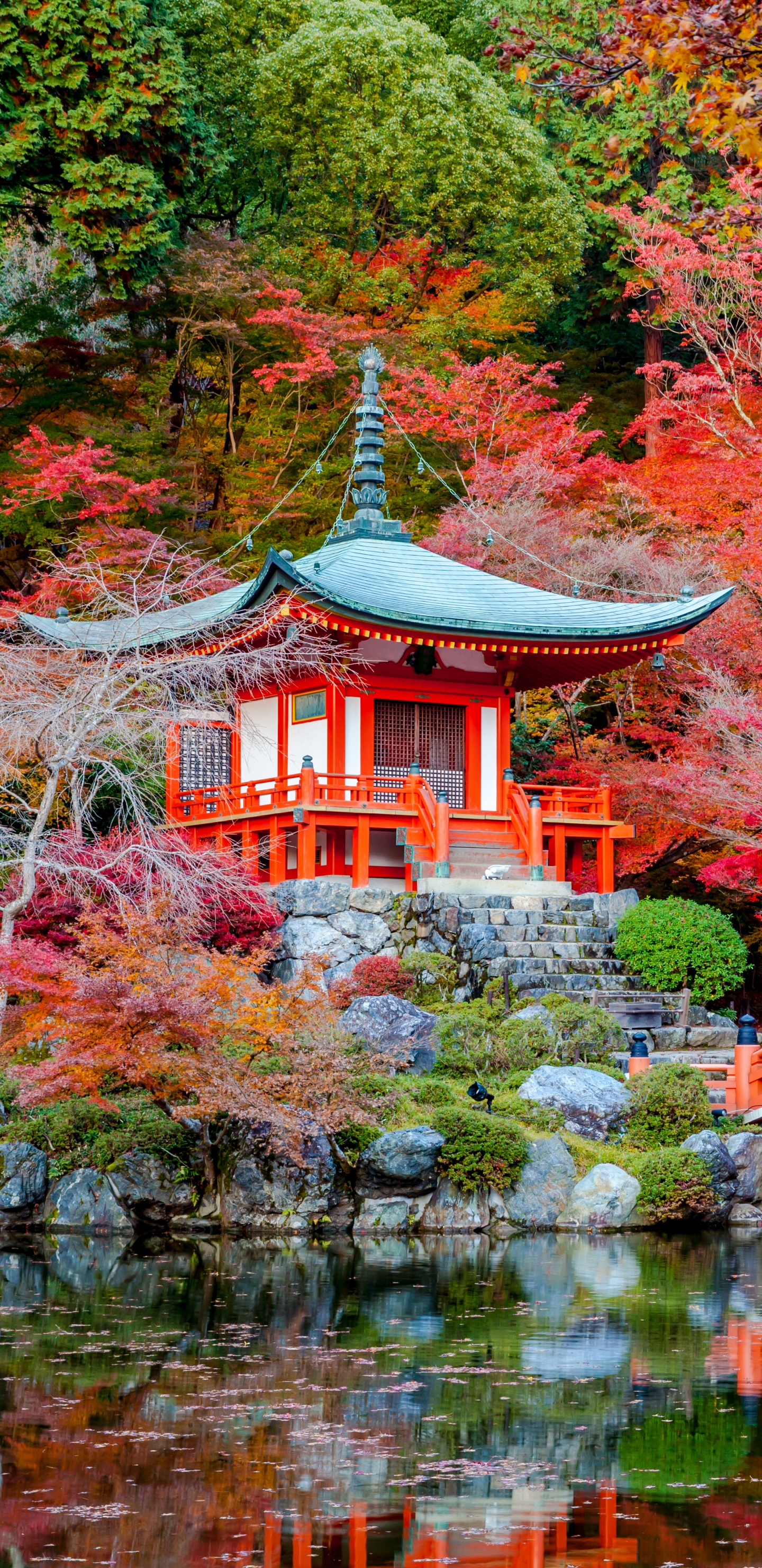 Обои осень, дерево, природа, лист, кленовый лист в разрешении 1440x2960