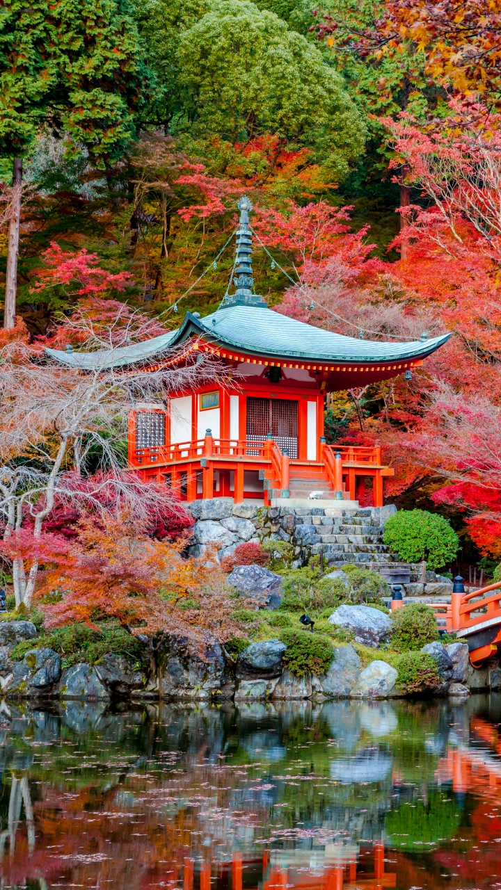 Обои осень, дерево, природа, лист, кленовый лист в разрешении 720x1280