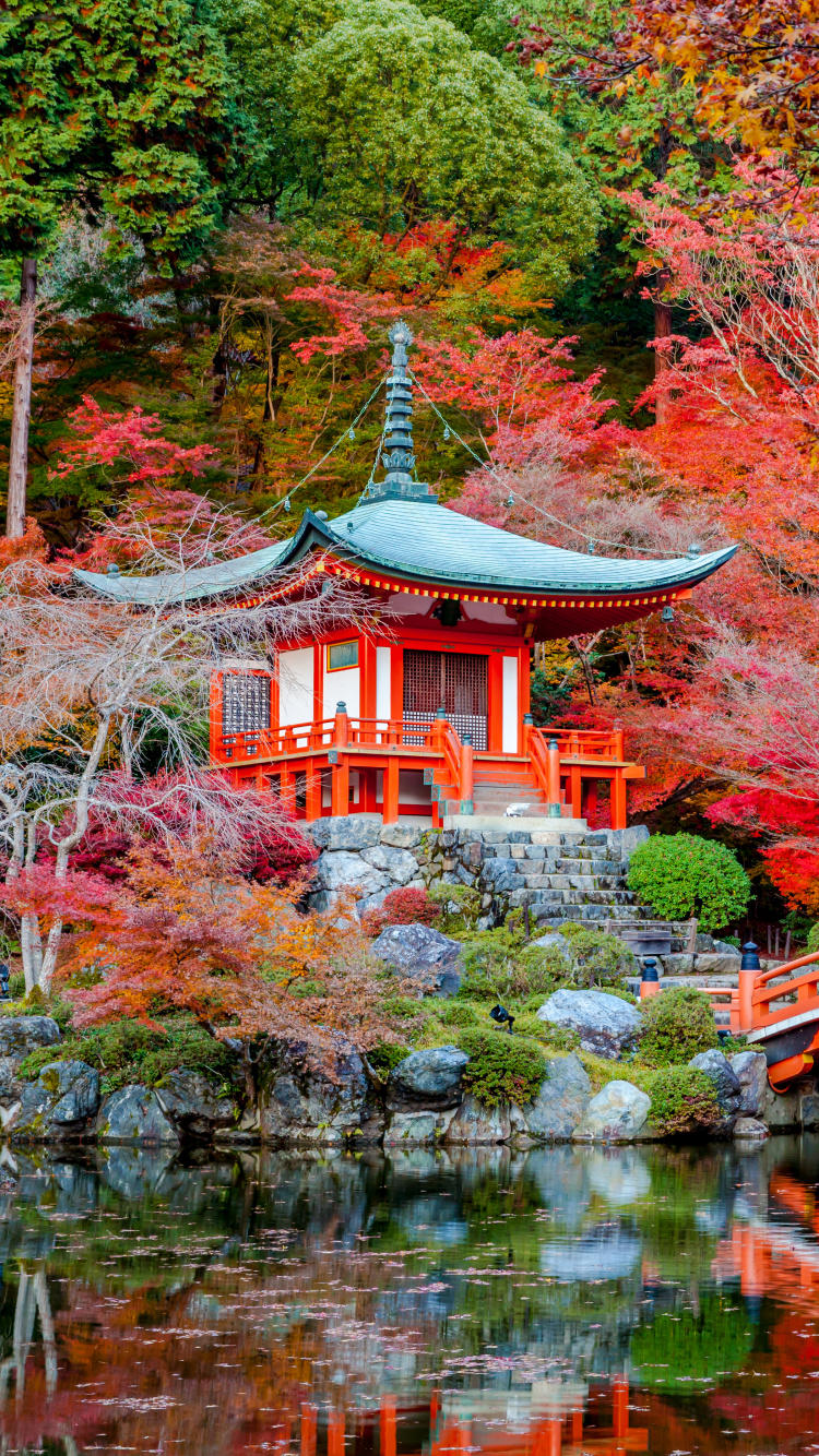 Обои осень, дерево, природа, лист, кленовый лист в разрешении 750x1334