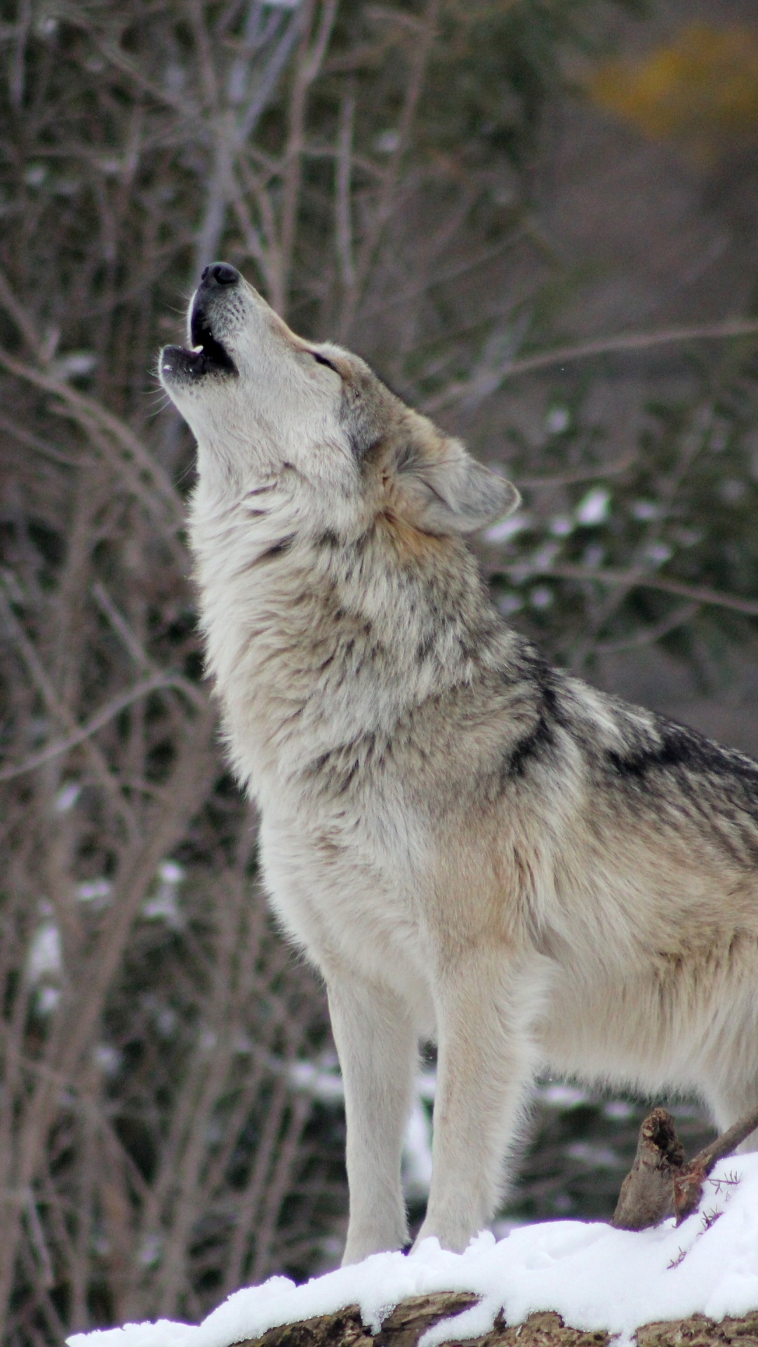 Обои пес, Койот, волк, живая природа, Псовые в разрешении 1080x1920