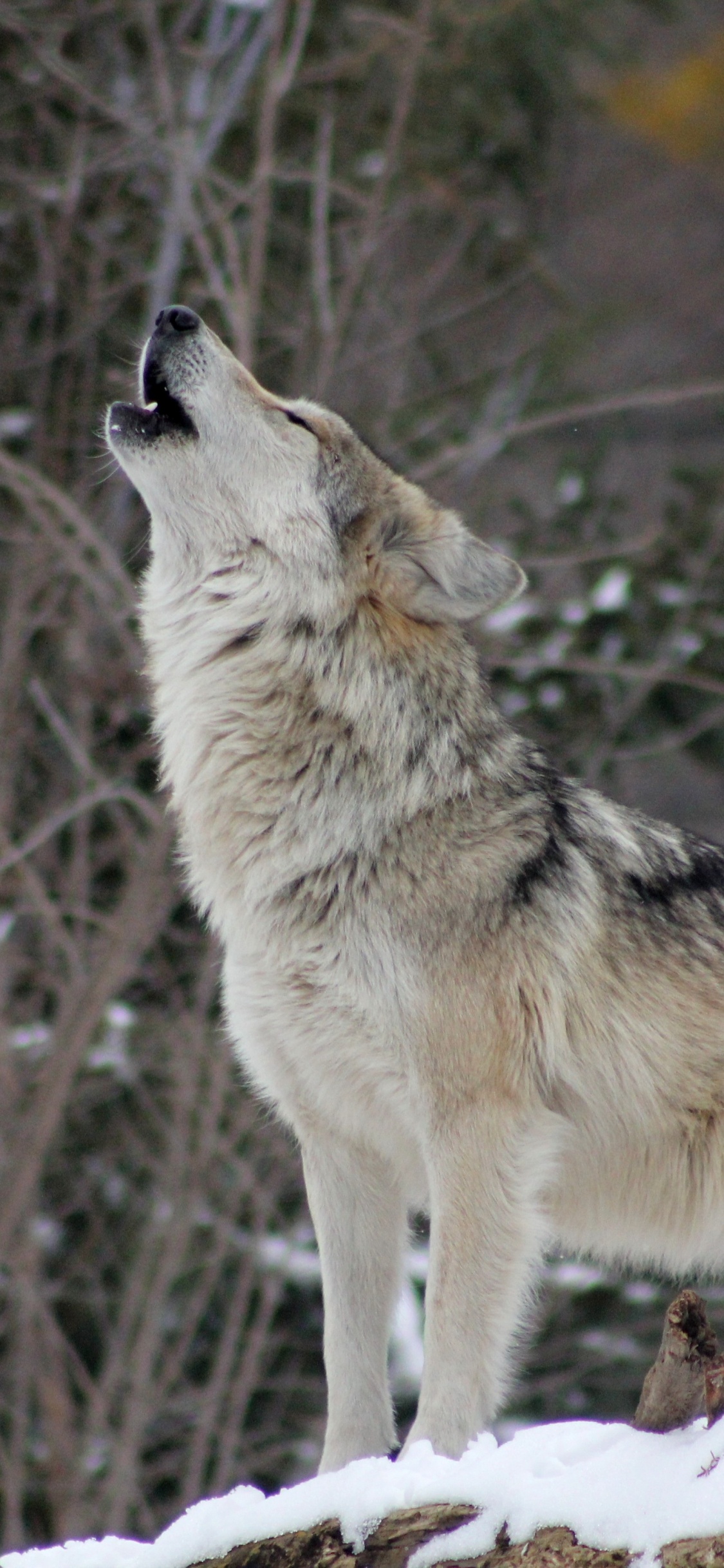 Обои пес, Койот, волк, живая природа, Псовые в разрешении 1125x2436
