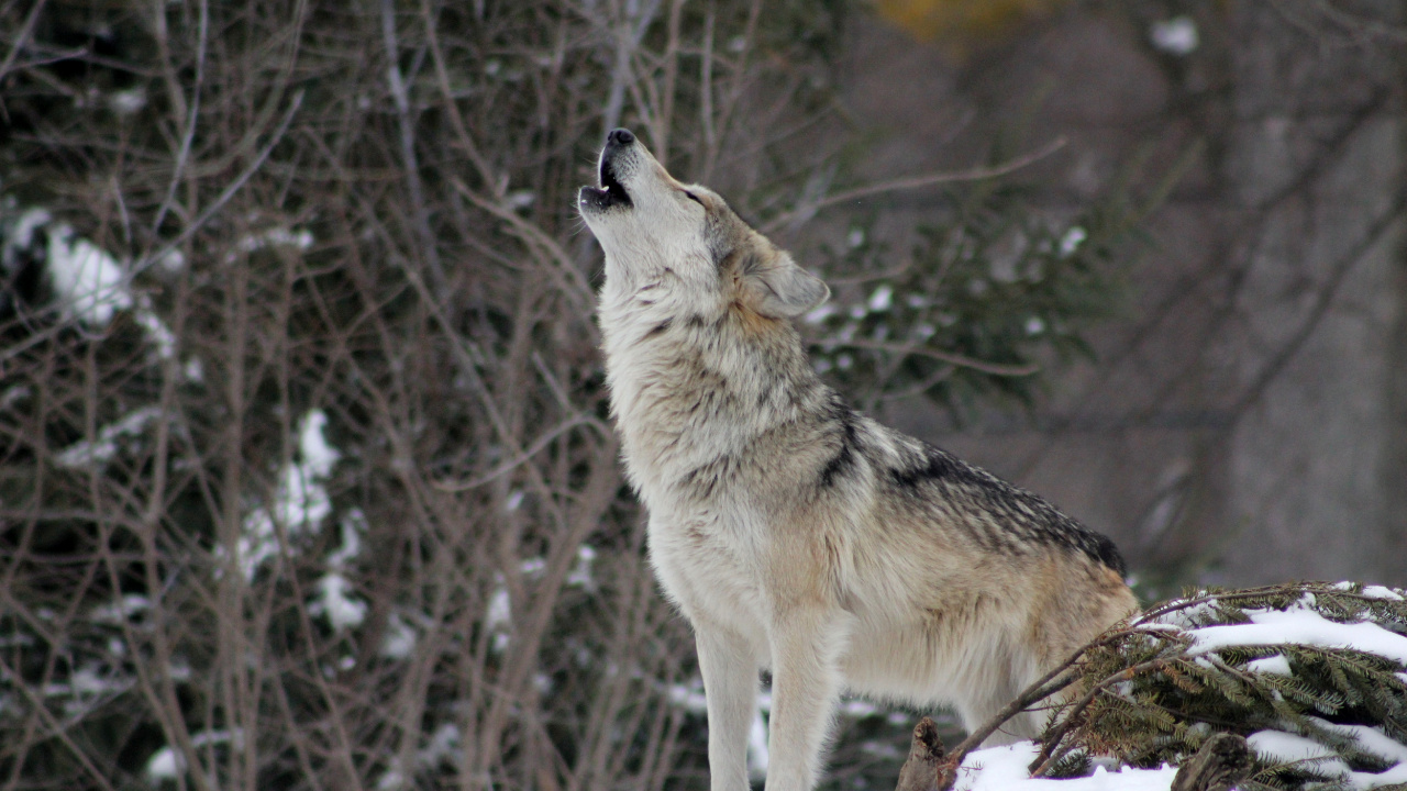 Обои пес, Койот, волк, живая природа, Псовые в разрешении 1280x720