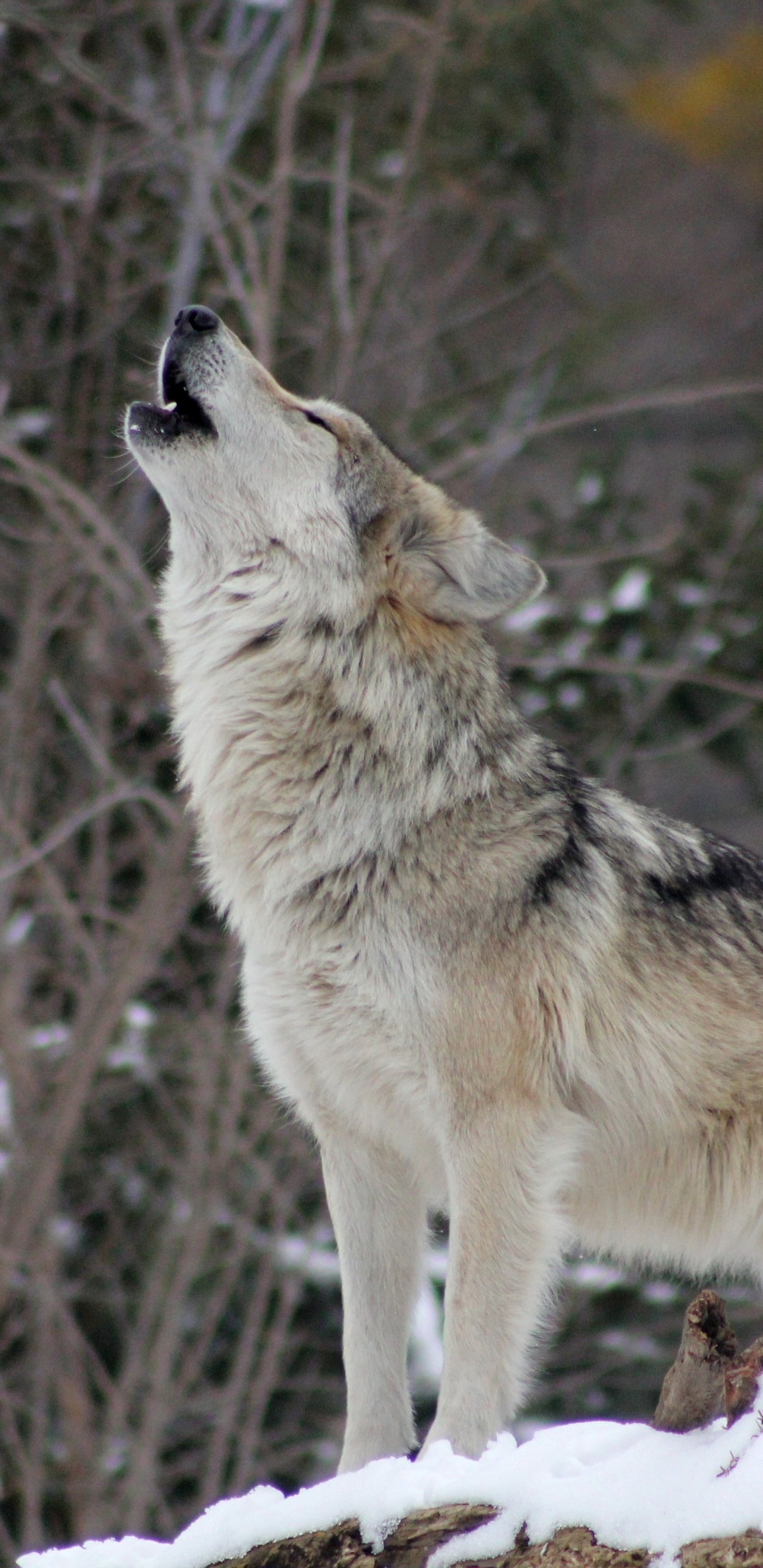 Обои пес, Койот, волк, живая природа, Псовые в разрешении 1440x2960
