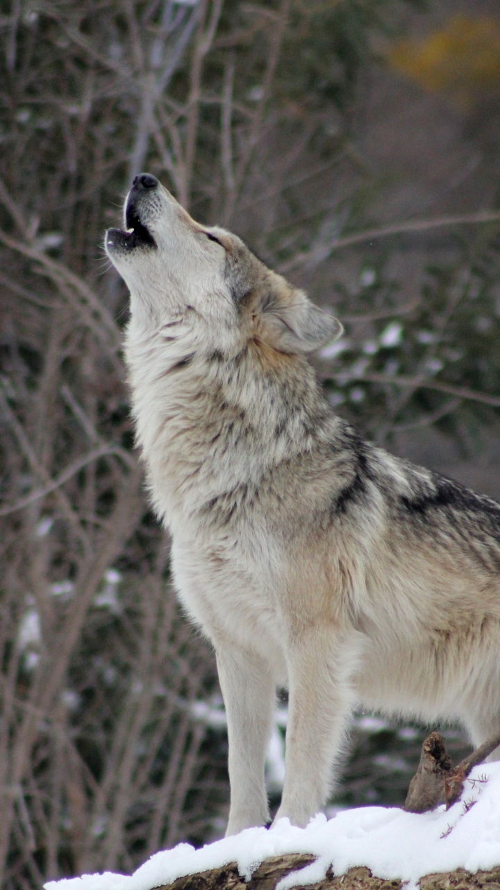 Обои пес, Койот, волк, живая природа, Псовые в разрешении 720x1280