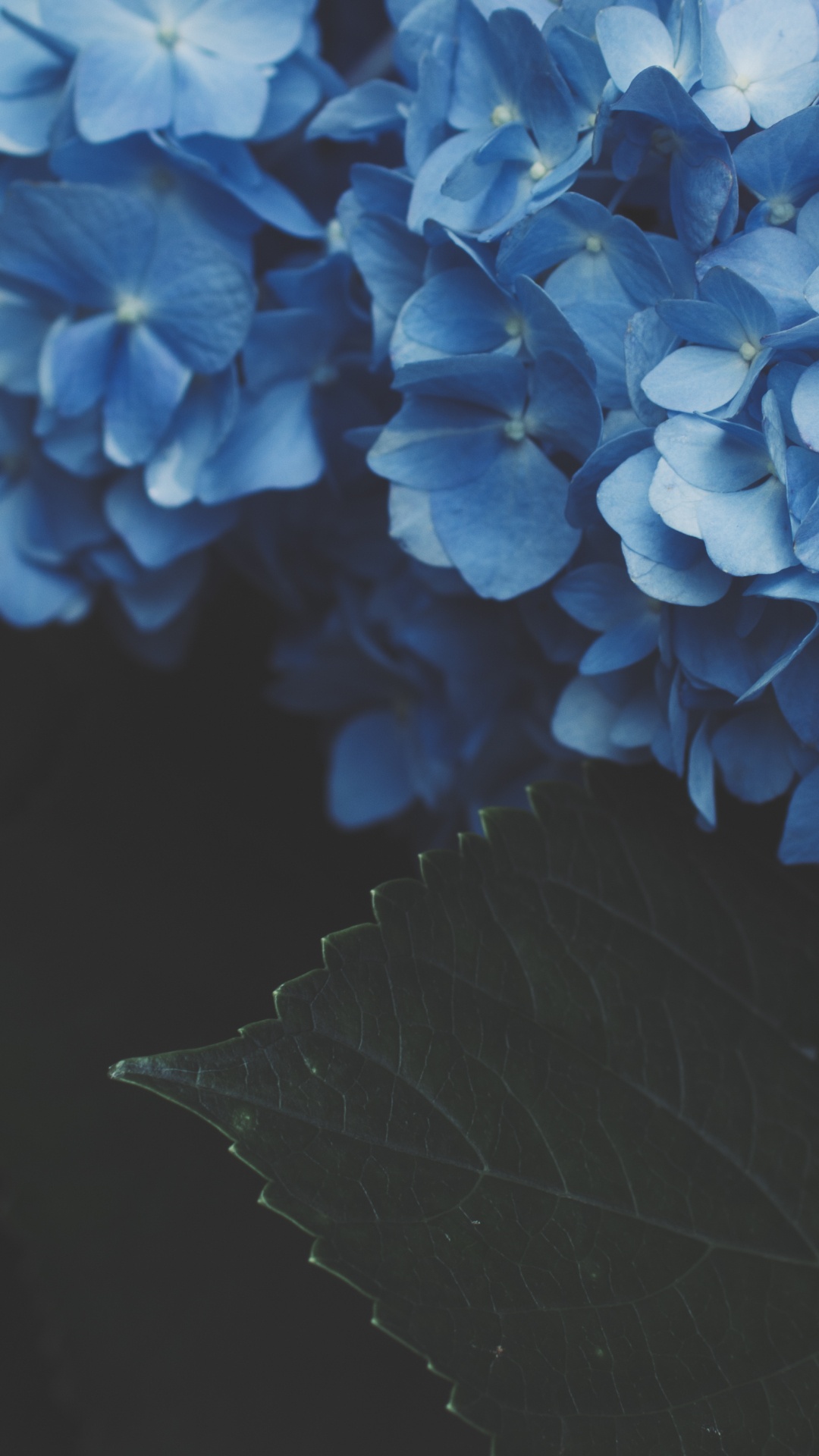 Обои цветок, цветковое растение, синий, Гортензия, hydrangeaceae в разрешении 1080x1920