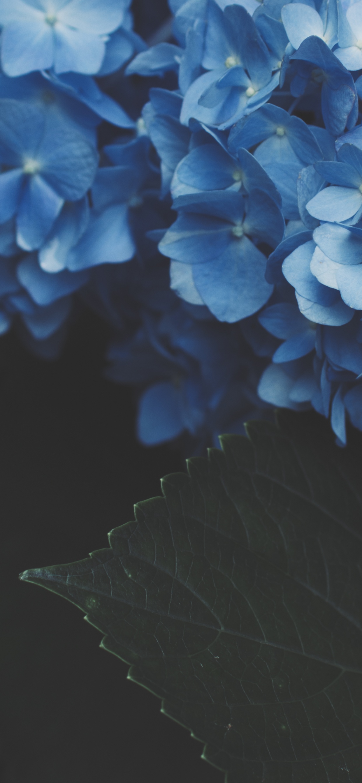 Обои цветок, цветковое растение, синий, Гортензия, hydrangeaceae в разрешении 1242x2688