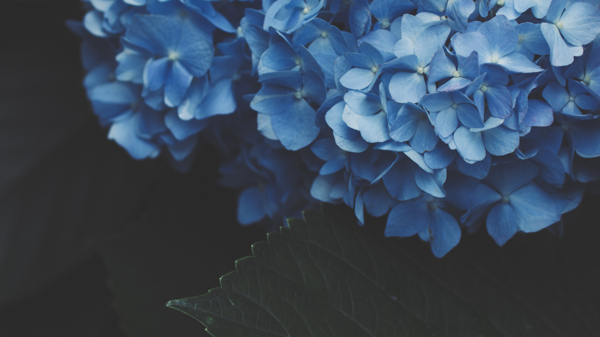 Обои цветок, цветковое растение, синий, Гортензия, hydrangeaceae в разрешении 1920x1080