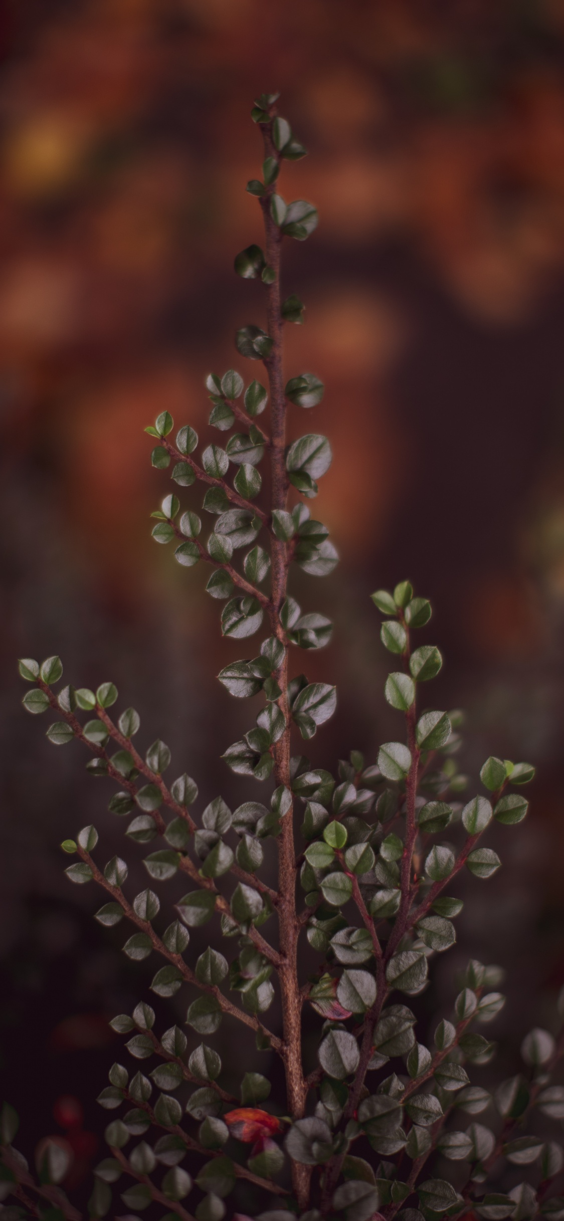 Обои прут, ветвь, лист, цветок, растение в разрешении 1125x2436