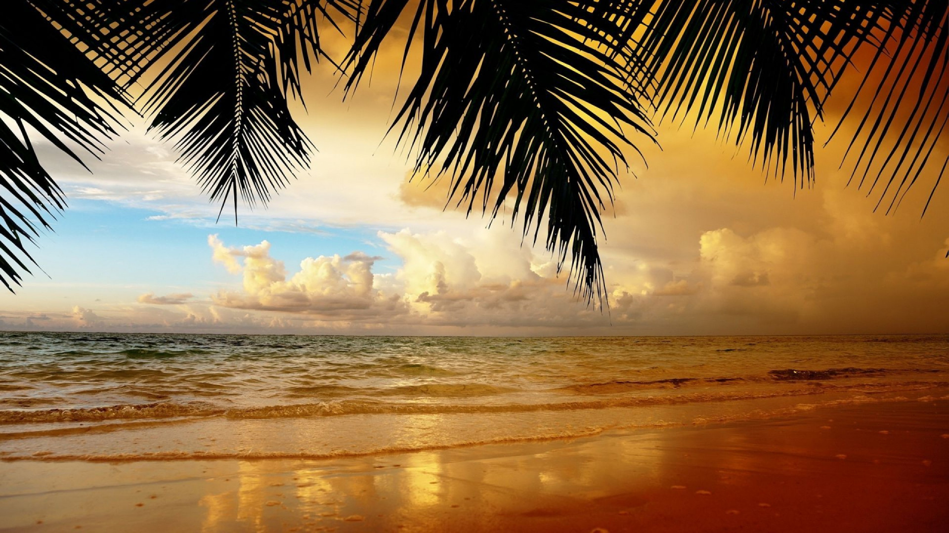 Обои пляж, море, тропическая зона, горизонт, Пальма в разрешении 1920x1080