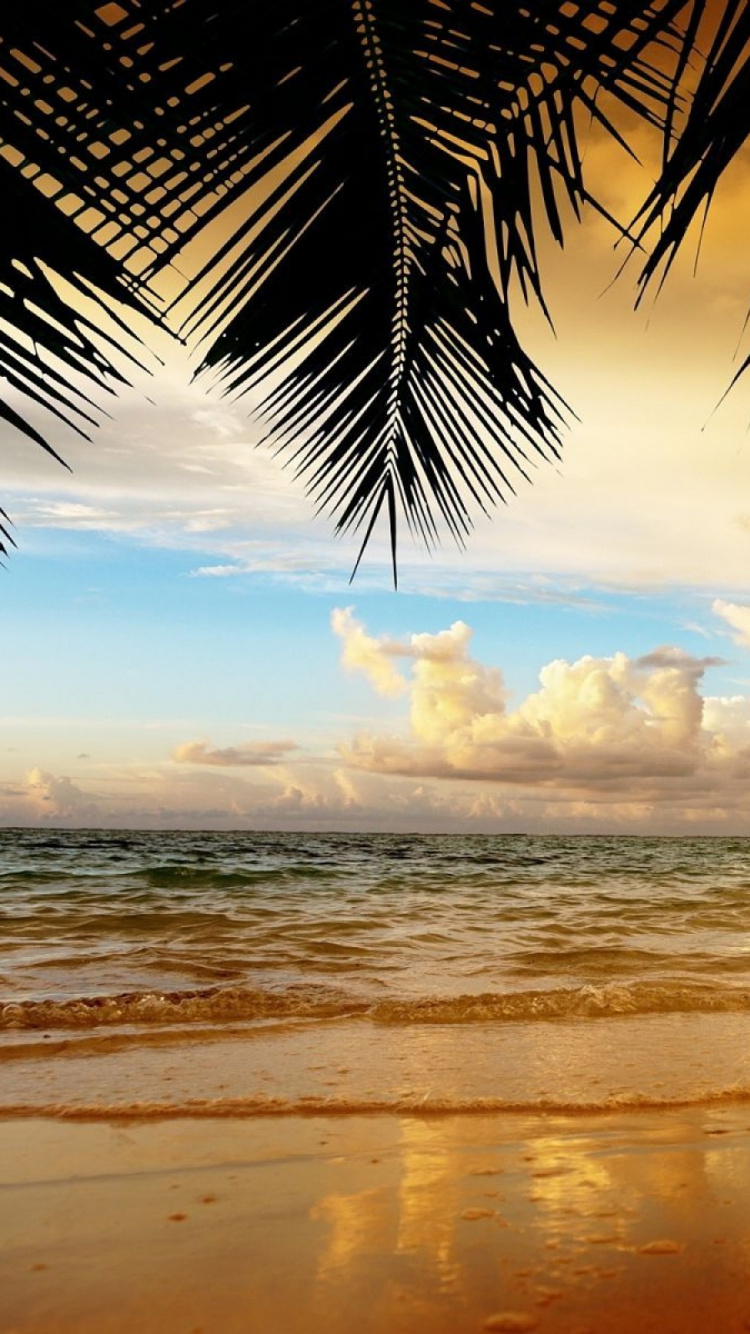 Обои пляж, море, тропическая зона, горизонт, Пальма в разрешении 750x1334