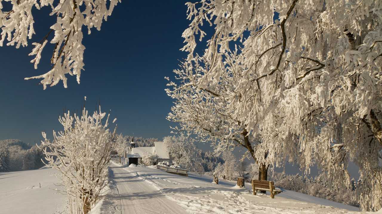Обои снег, зима, дерево, мороз, замораживание в разрешении 1280x720