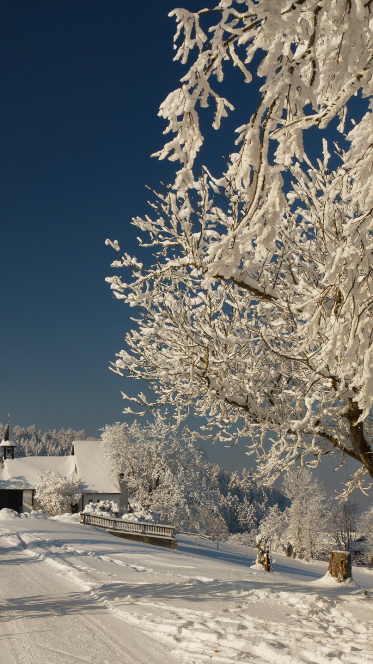 Обои снег, зима, дерево, мороз, замораживание в разрешении 750x1334