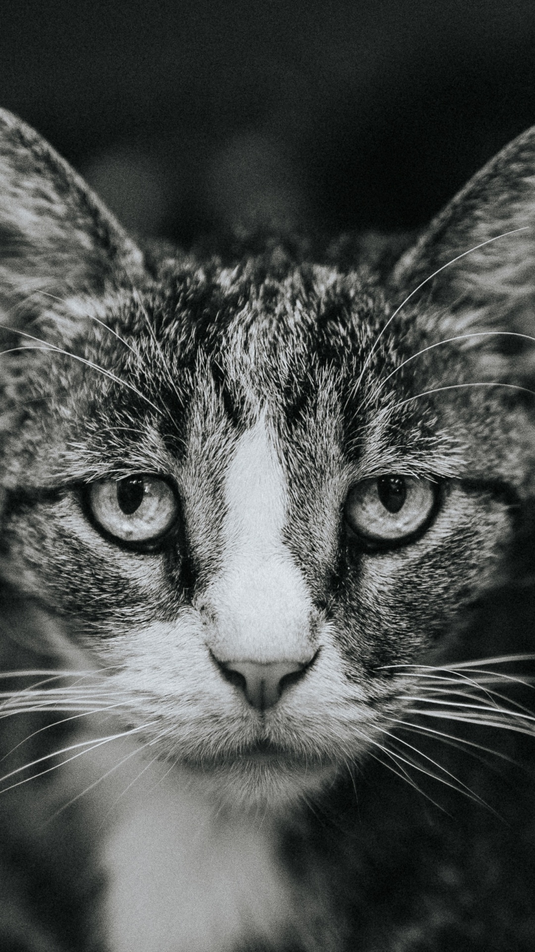 Обои кот, полосатый кот, пес, котенок, бакенбарды в разрешении 1080x1920