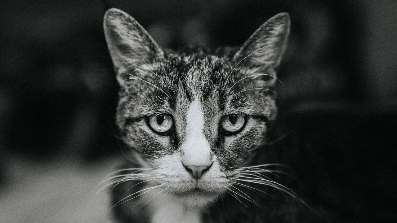 Обои кот, полосатый кот, пес, котенок, бакенбарды в разрешении 1280x720