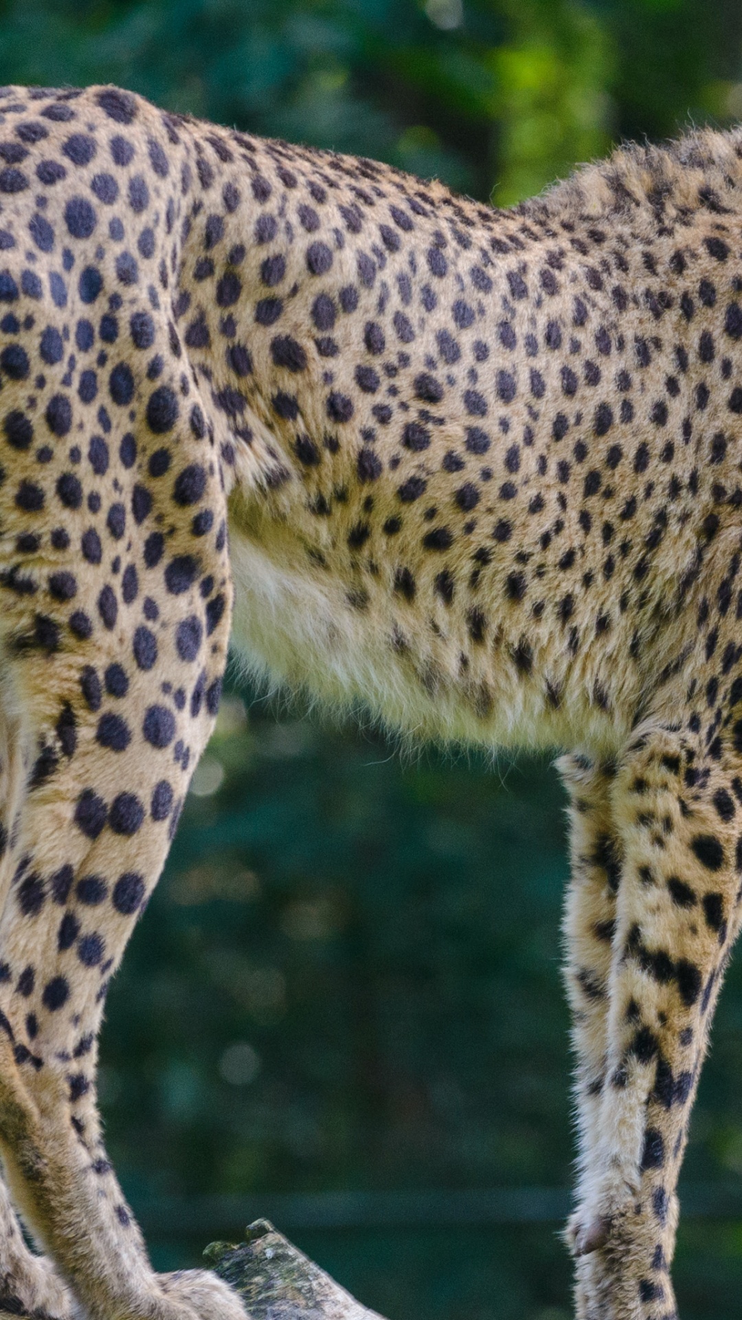 Обои большая кошка, Гепард, Леопард, Лев, Ягуар в разрешении 1080x1920