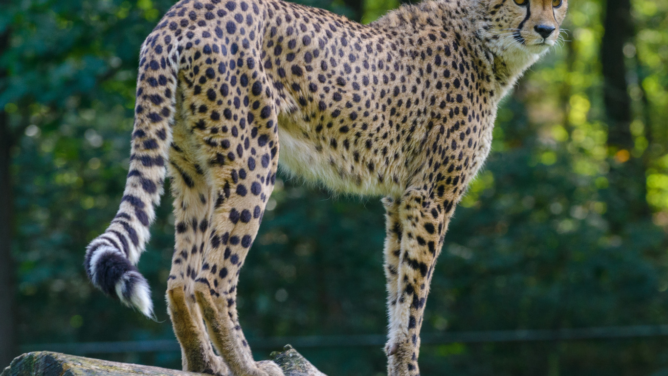 Обои большая кошка, Гепард, Леопард, Лев, Ягуар в разрешении 1366x768