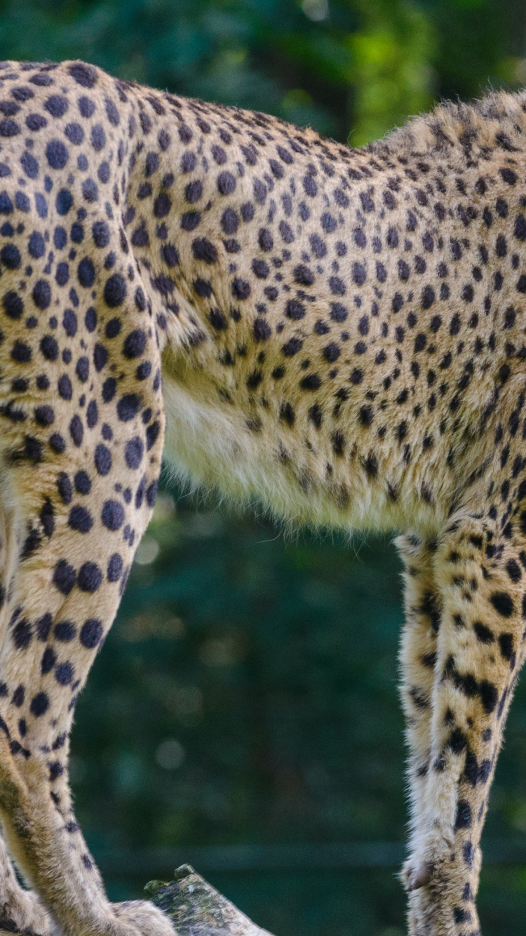 Обои большая кошка, Гепард, Леопард, Лев, Ягуар в разрешении 750x1334