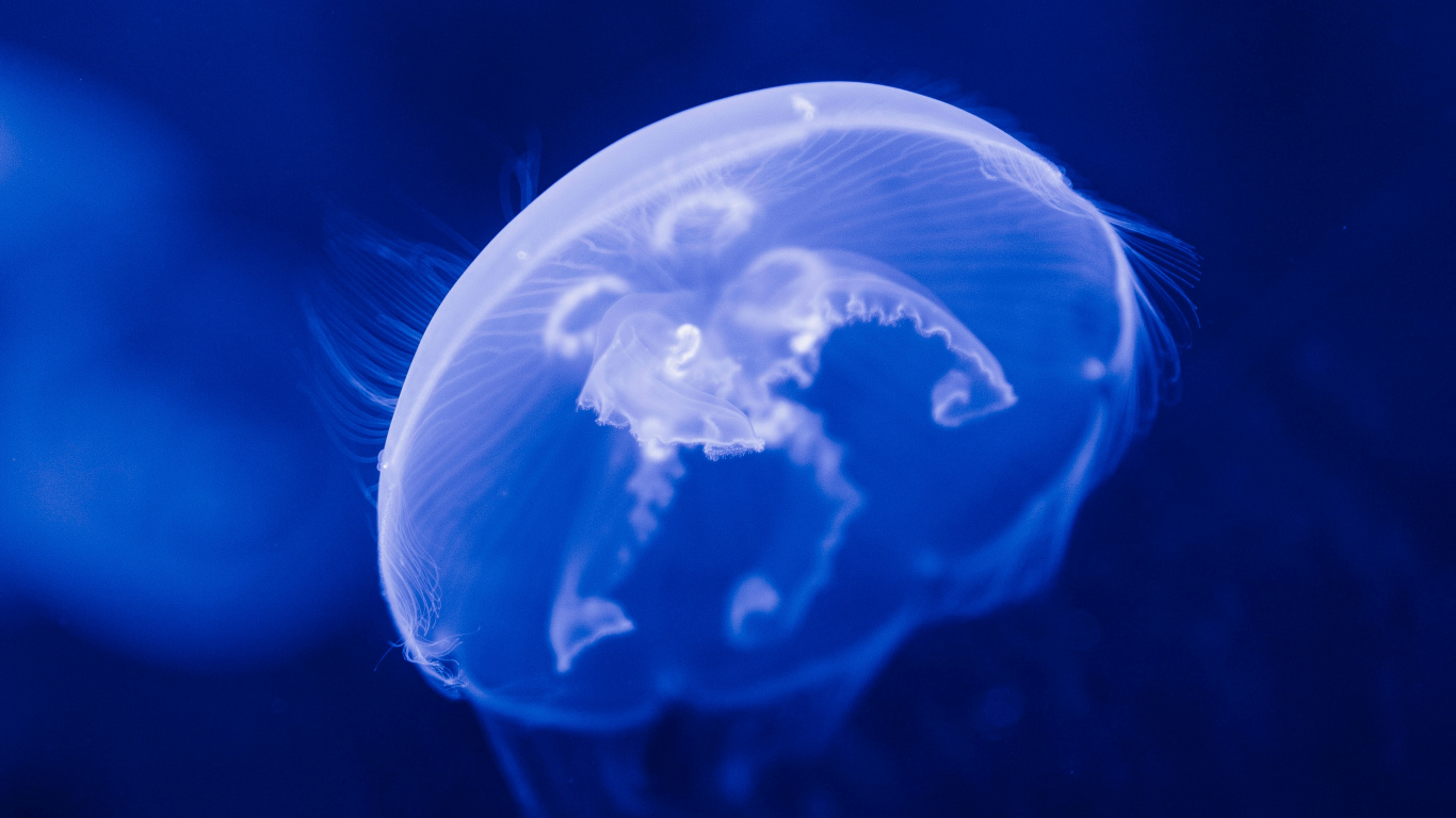 Обои Медуза, синий, вода, cnidaria, электрик в разрешении 1366x768