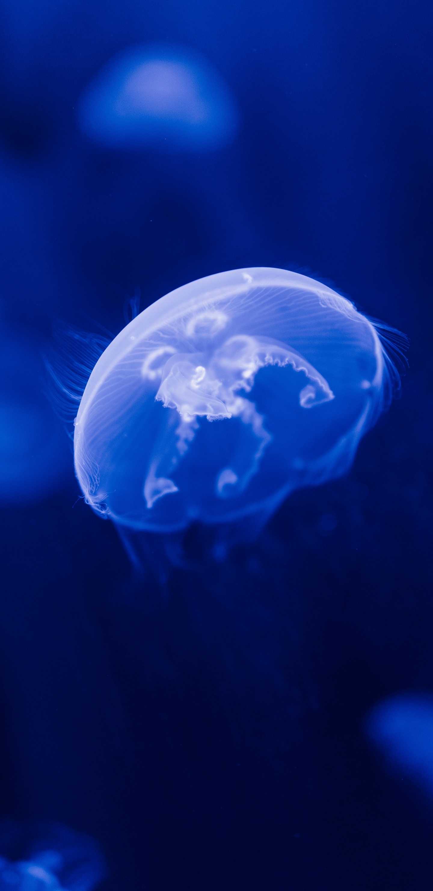 Обои Медуза, синий, вода, cnidaria, электрик в разрешении 1440x2960