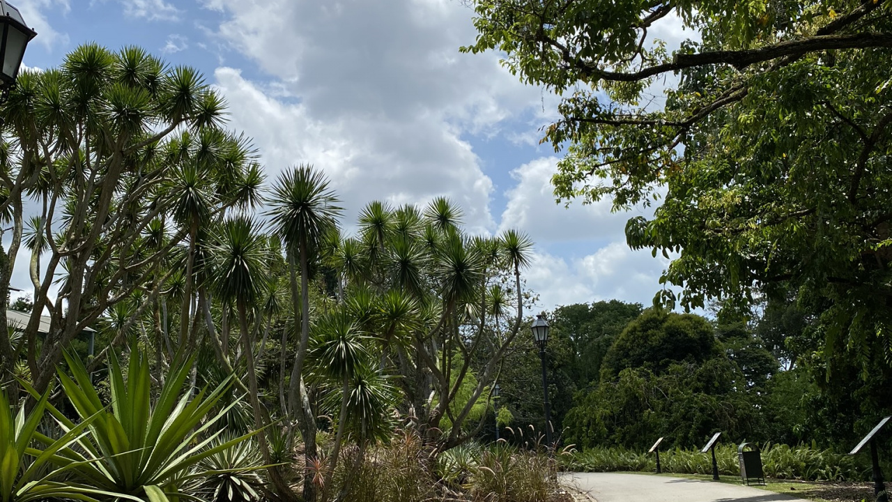 Обои растительность, пальмовые рощи, лист, растительное сообщество, дерево в разрешении 1280x720