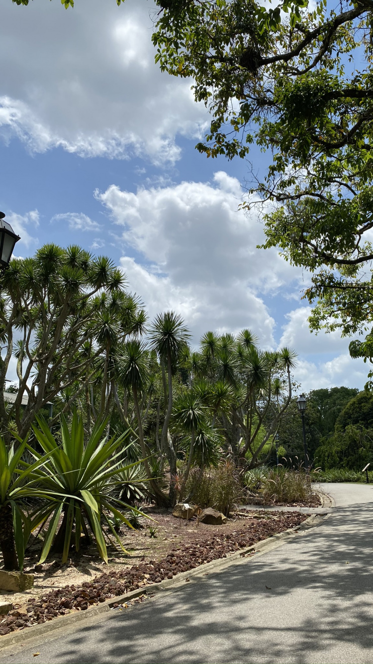 Обои растительность, пальмовые рощи, лист, растительное сообщество, дерево в разрешении 750x1334