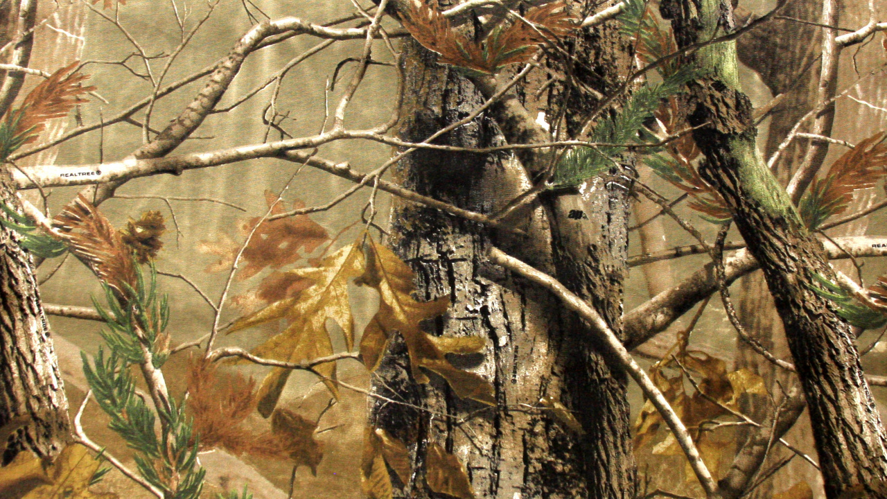 Обои камуфляж, ветвь, дерево, растение, лес в разрешении 1280x720