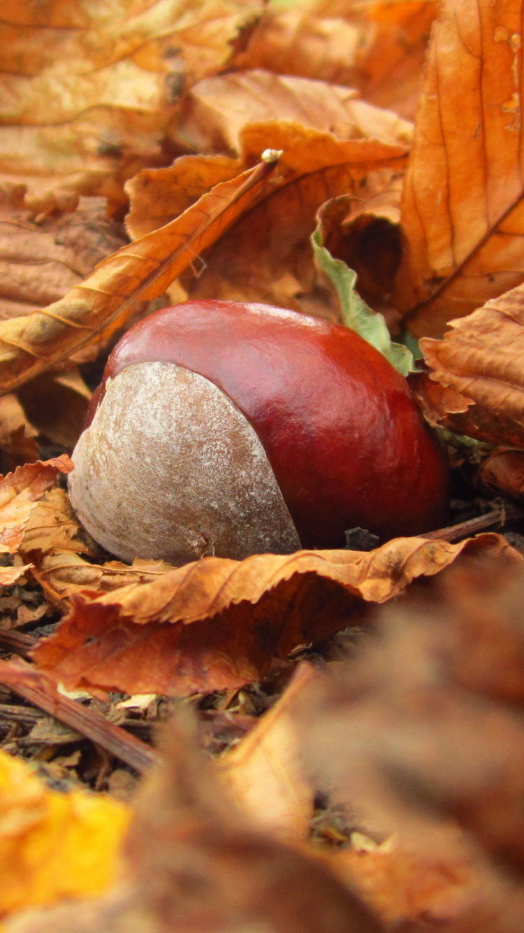 Обои осень, Каштан, лист, гайка, весна в разрешении 750x1334