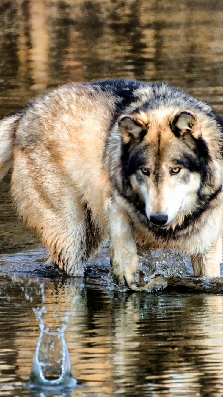 Обои вода, живая природа, прогулка, ходьба, отражение в разрешении 750x1334