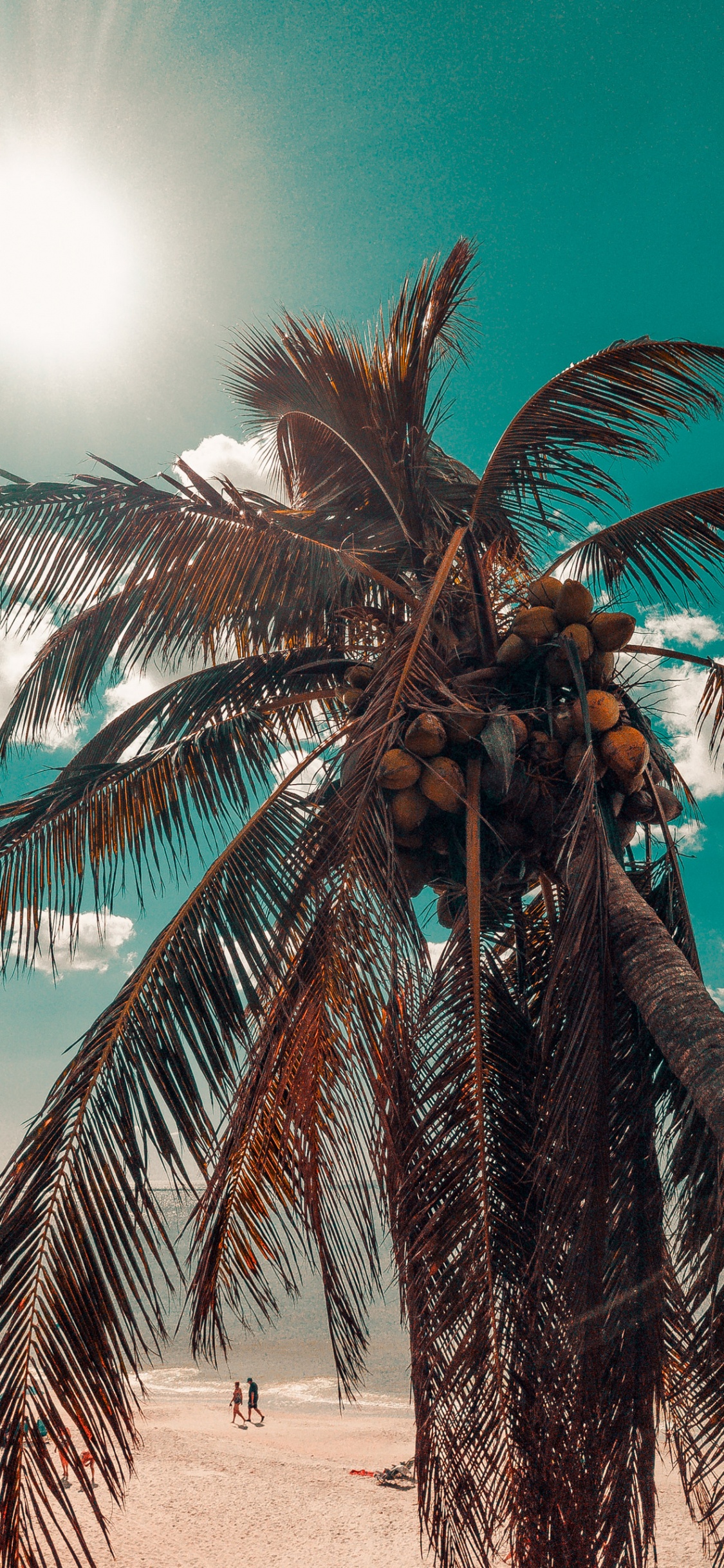 Обои Кокос, дерево, свет, мир, наземное растение в разрешении 1125x2436