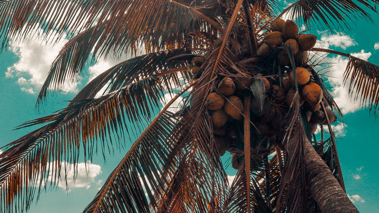 Обои Кокос, дерево, свет, мир, наземное растение в разрешении 1280x720