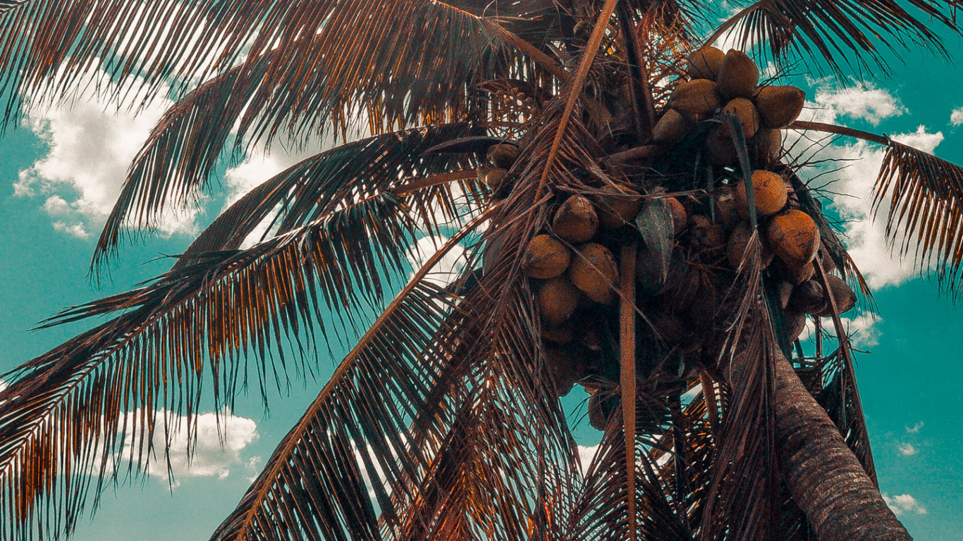 Обои Кокос, дерево, свет, мир, наземное растение в разрешении 1366x768